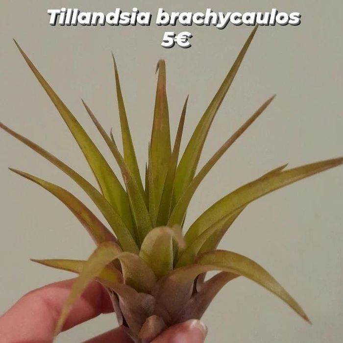 Plantas aéreas, tillandsias
