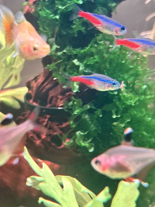 Aquario de agua quente