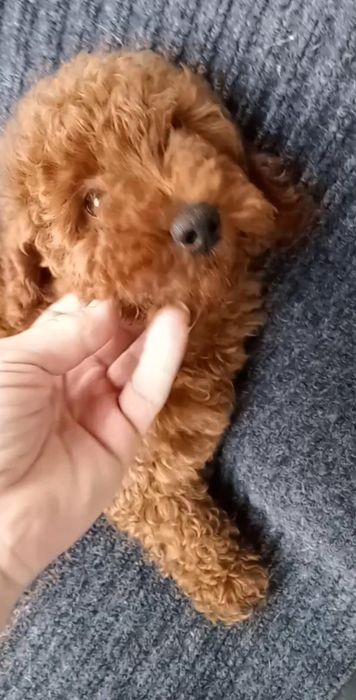 Пудель хлопчик редбраун