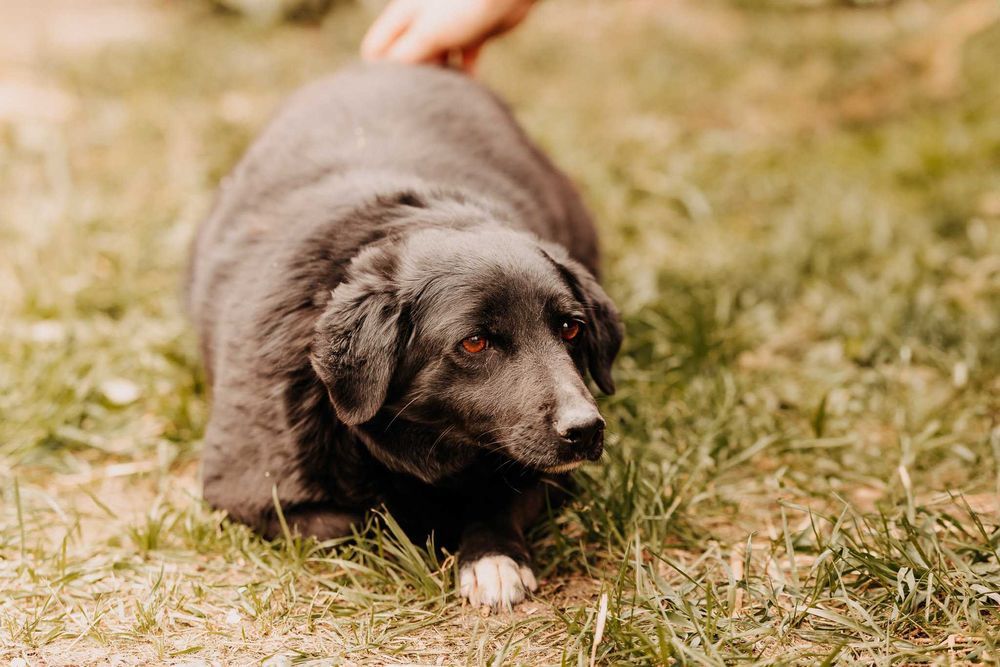 Młodziutka Mila bardzo skrzywdzona przez człowieka szuka domu...