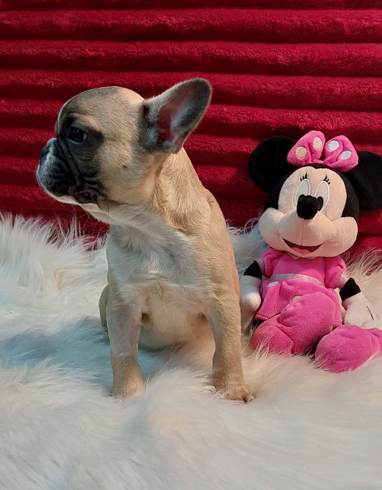 Bulldog francês menina