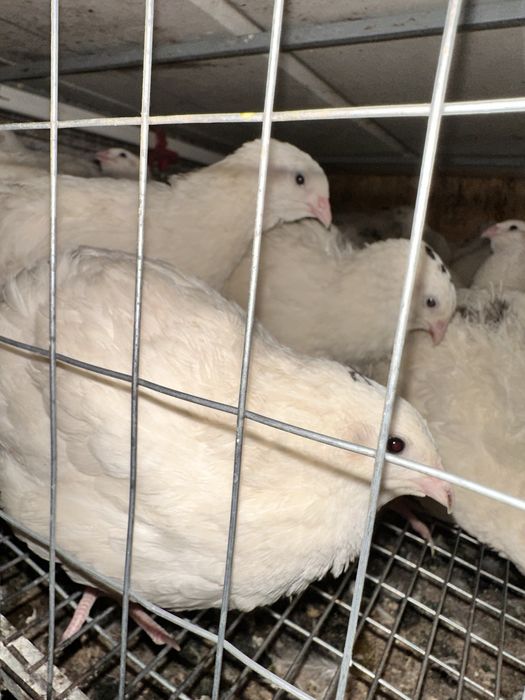Продам молодых несушек перепелов техас, инкубационное яйцо