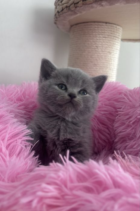 Koty brytyjskie niebieskie