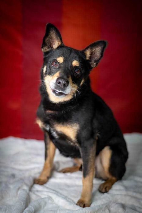 Uroczy Vigor w typie shiby szuka kochającego domu