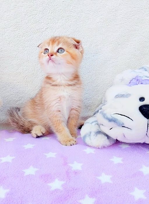 Шотландське Чудо Кошеня хлопчик