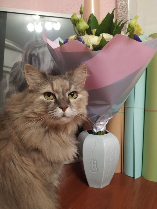 Загубилась кішка Оболонь Приозерна