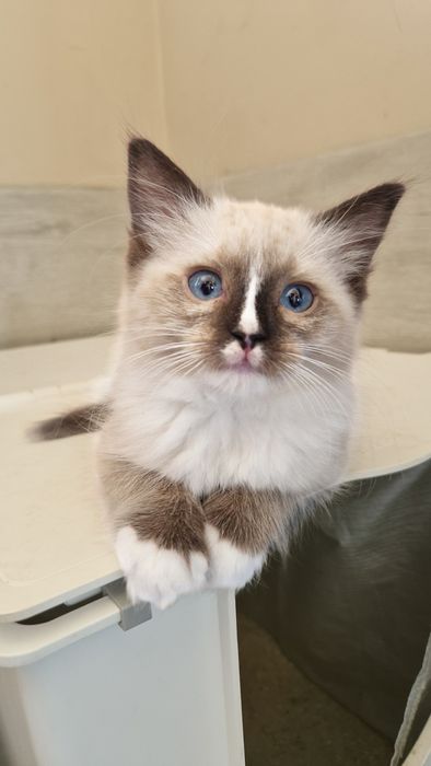 Piękna koteczka ragdoll