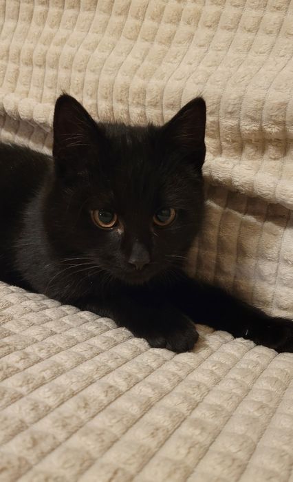 Czarne kocurki  czekają na dom