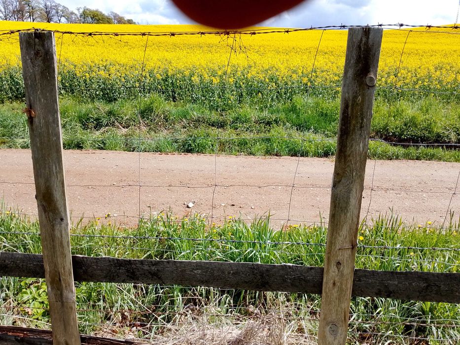 Oddam Drut Kolczasty