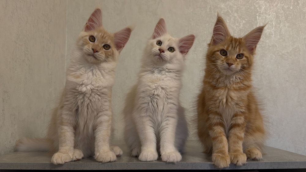 Кошенята Мейн-Кун