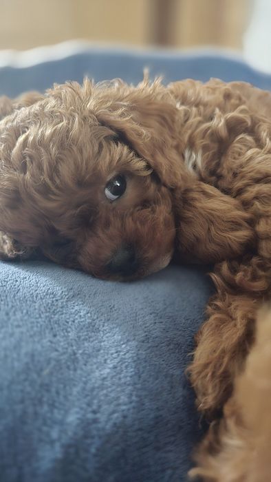 Cavapoo,  F1b, sunia