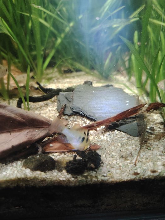 Ramirezis german blue( vários casais)