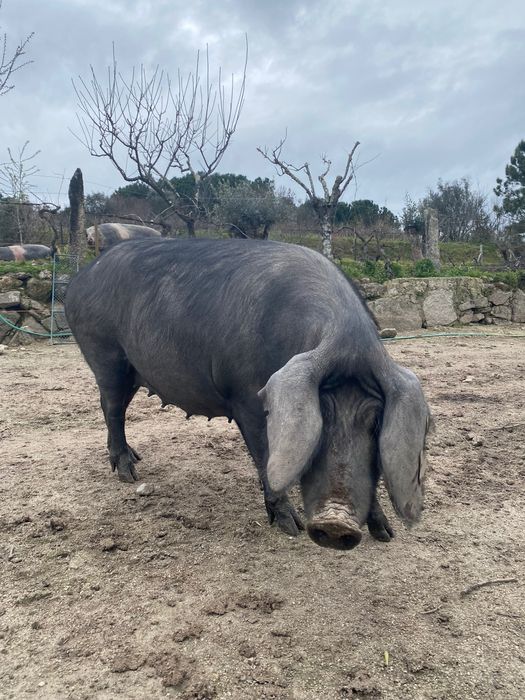 Porca bisara certificada