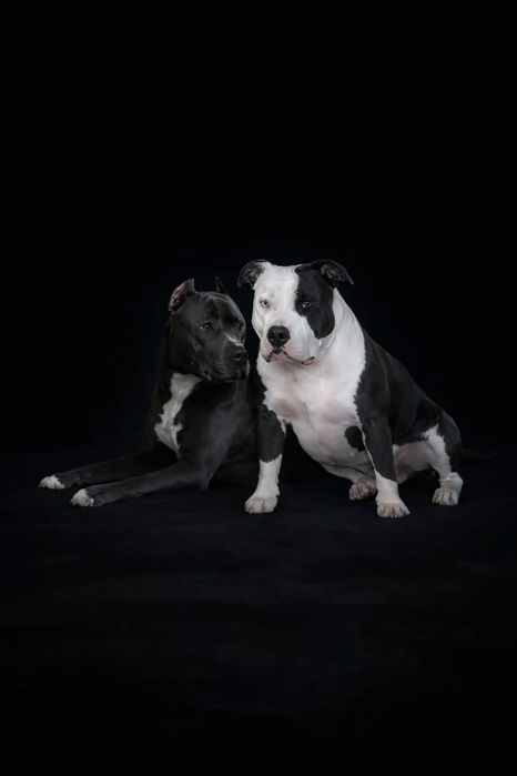 American staffordshire terrier