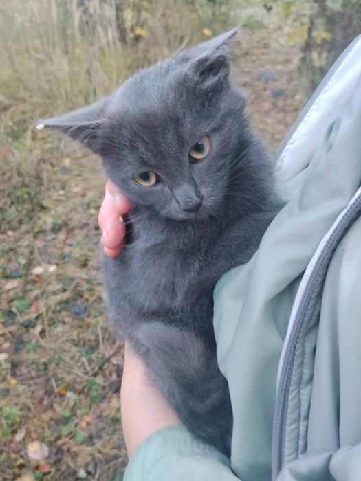 Кошенята в хороші люблячі руки
