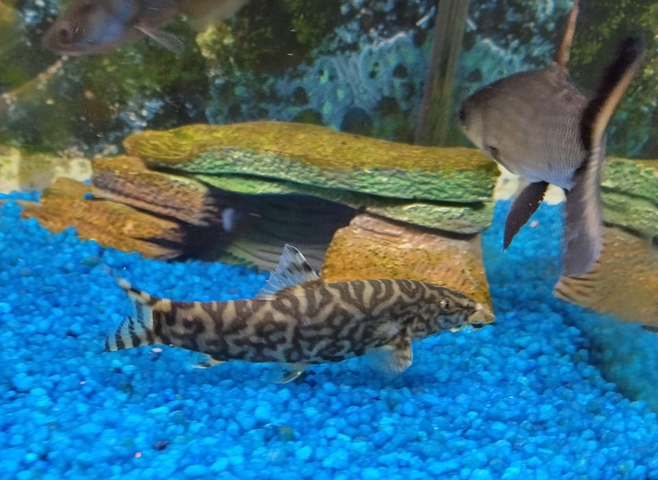 Vendo ou troco vários peixes