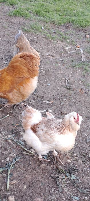 Ovos galados - várias raças cruzadas