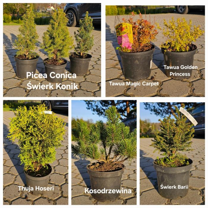 Thuja Szmaragd 60-130cm, Brabant, Konik. Swierk