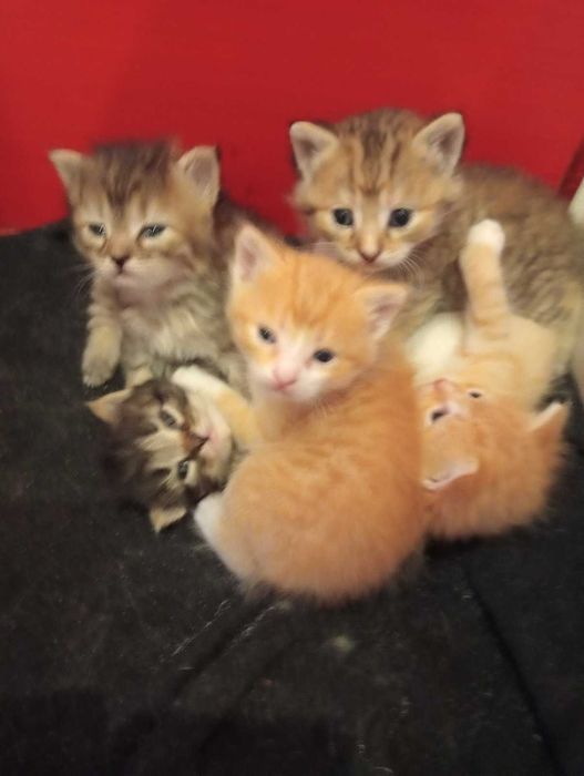 Отдаются маленькие котята