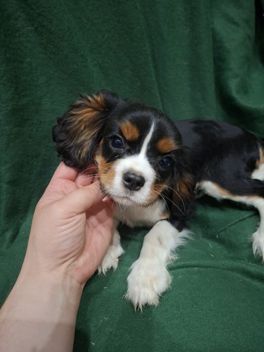 Cavalier King Charles spaniel dziewczynka śliczna