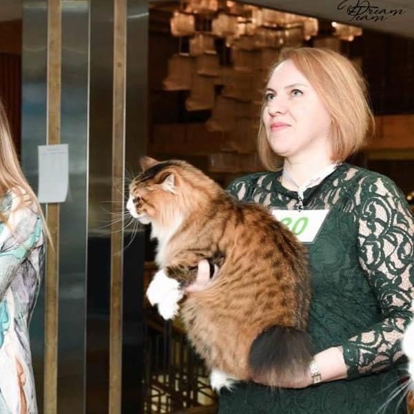 Курильський бобтейл кошенята