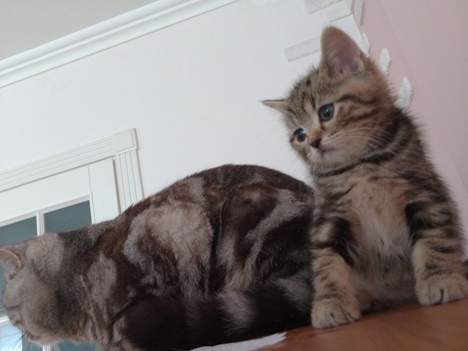 Котик шотландській прямовушка, копія тато!