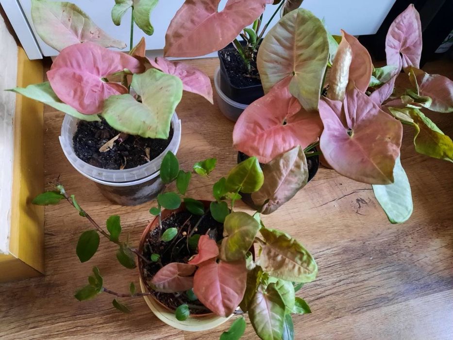 Замиакулькас, каланхое, алое, пальма монстера, диффи, орхидея