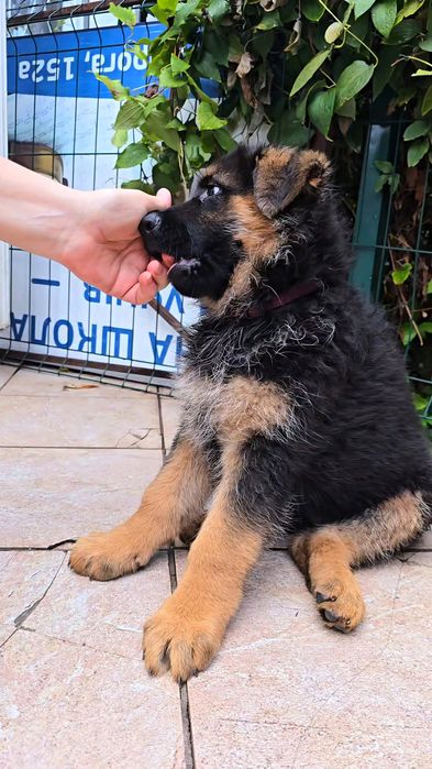 Супер красивые яркие щенки немецкой овчарки от  Одесса.