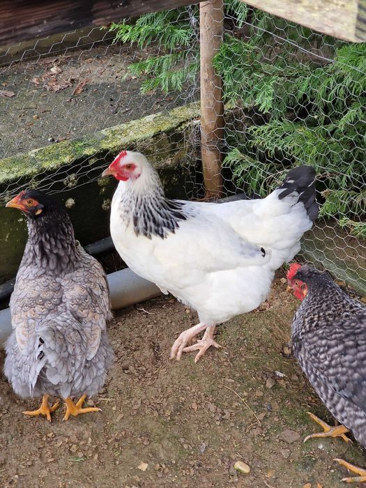 Ovos Galados - Azuis - Verdes - Cream Legbar-Barnevelder - Ayam Acemi