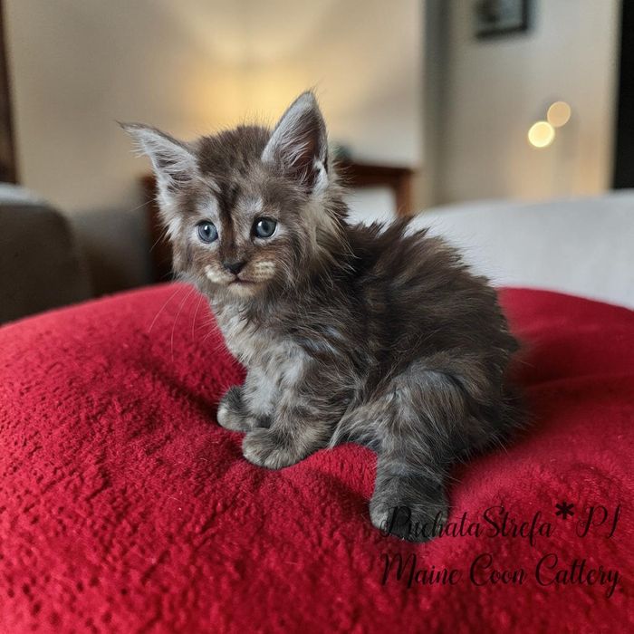 Maine  Coon rodowód Fife Fpl
