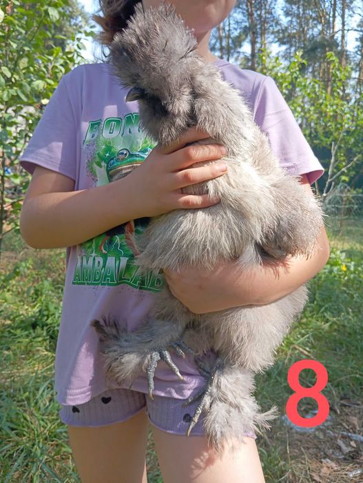 Silka-kogutki młode 18tyg.