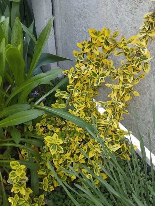 Саженцы берескета