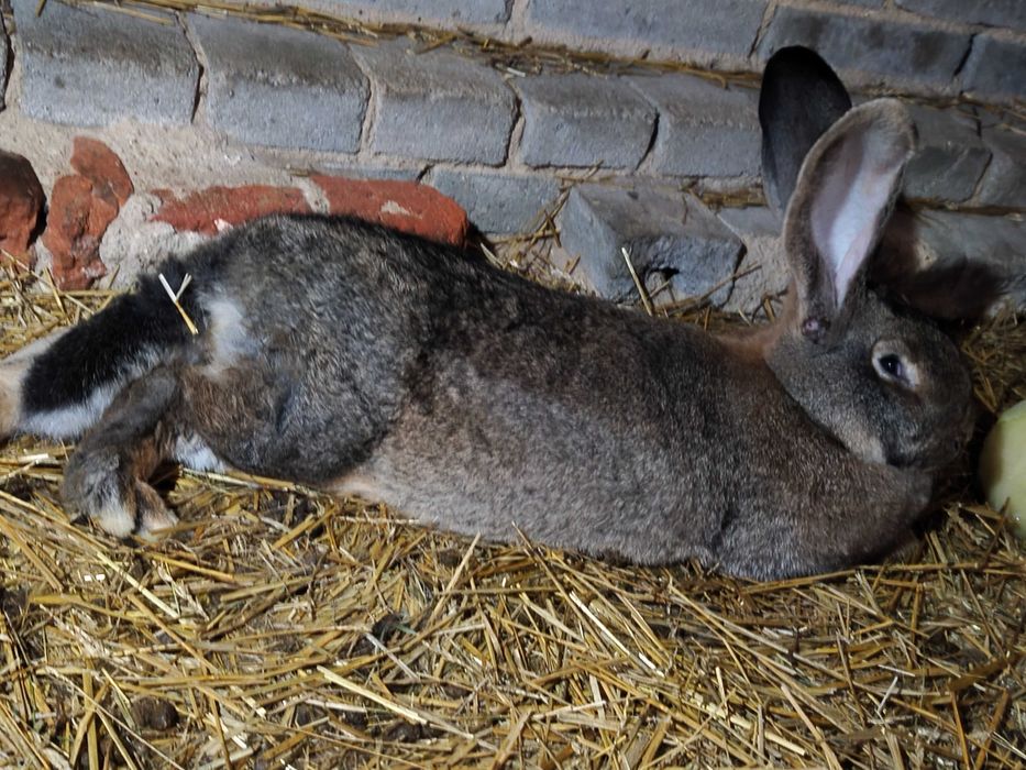 Sprzedam króliki