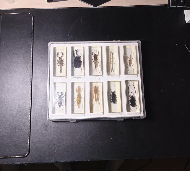 Coleção de insectos