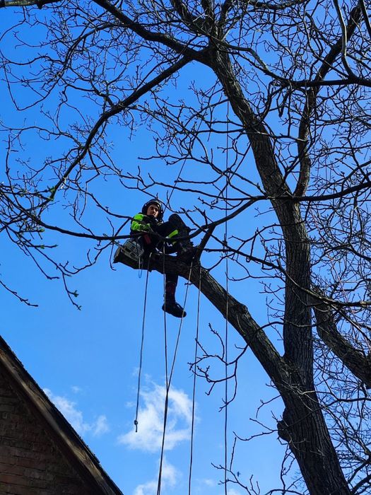Обрізка, видалення, чистка дерев