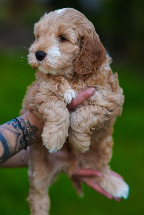 Szczeniaki Cockapoo