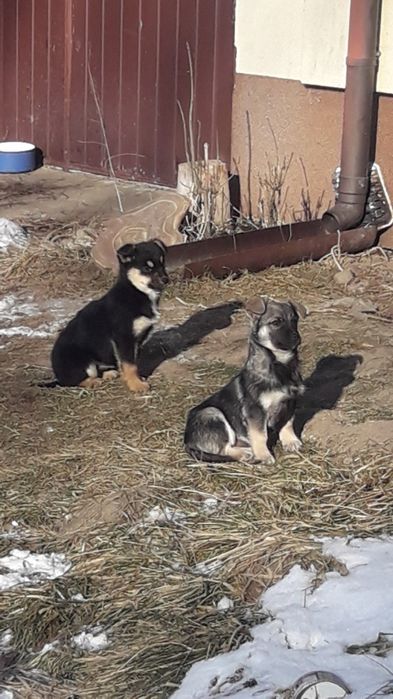 Oddam w dobre ręce - piesek i suczka
