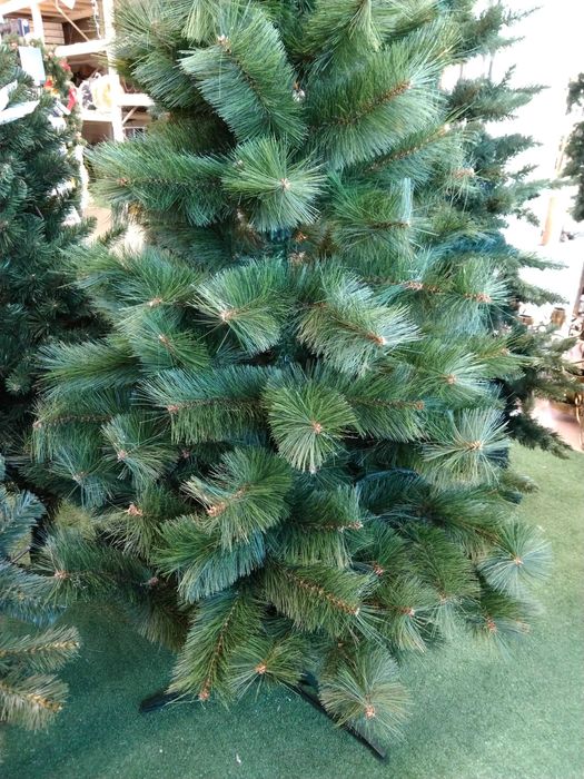 Choinka gruba jodła