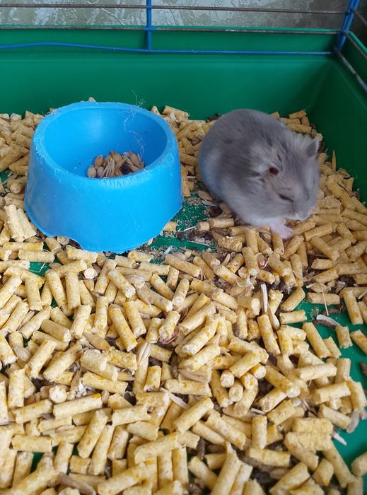 Джунгарский хомяк