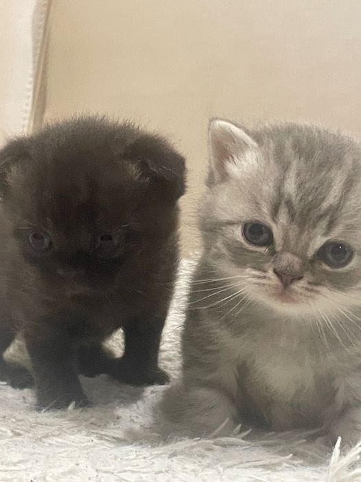 Британські котята