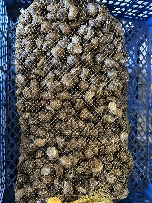 Продам Helix Aspersa Muller