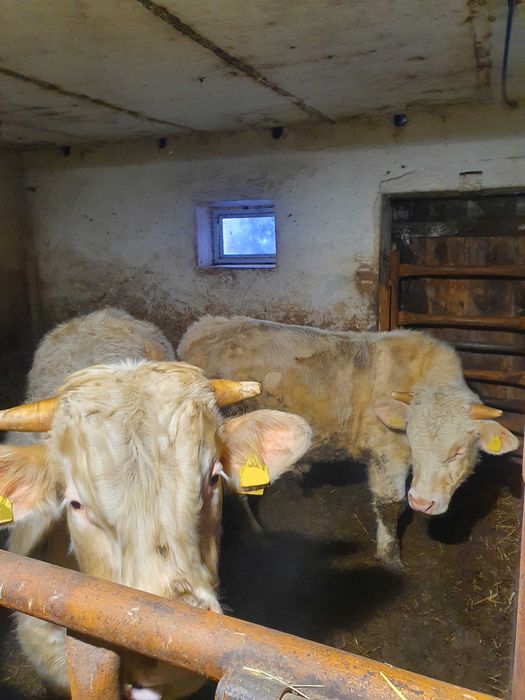 Charolaise buhaj hodowlany rozpłodnik