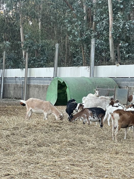 Cabras de varias raças