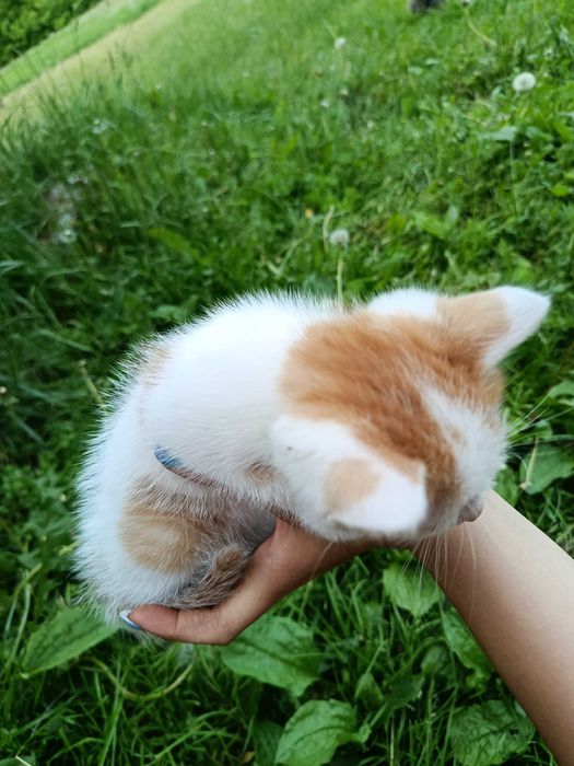 Котики шукають своїх господарів, віддам в добрі руки