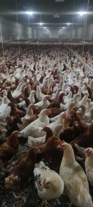 Kury nioski młode zdrowe ! Prosto od hodowcy !