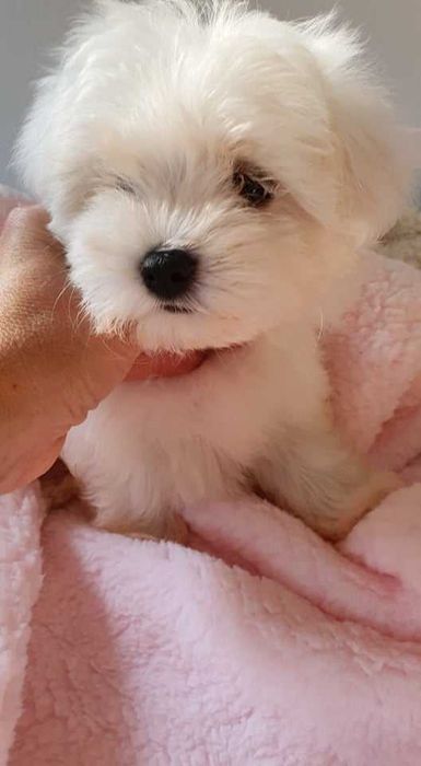 Mini Piesek Maltańczyk do 2,5 kg. Piękny. Bialutki.