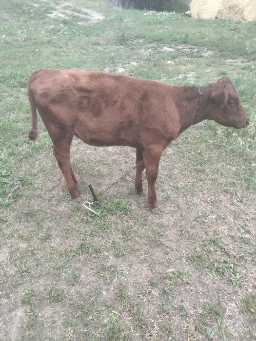 Продам теличку 4місячну