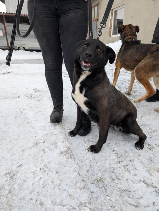 Gratka sunia do adopcji