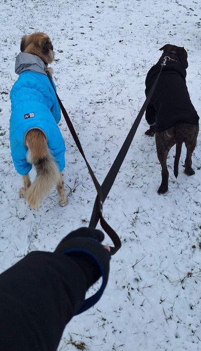 Зооготель | Перетримка собак у кінолога | Дресирування з проживанням
