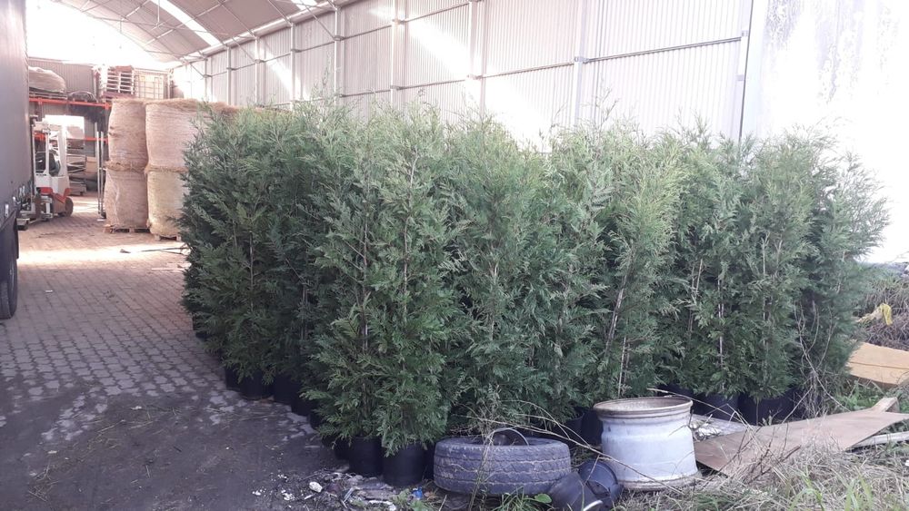 Cedro Leylandii 200 cm  ou +/ parede verde / ocultação